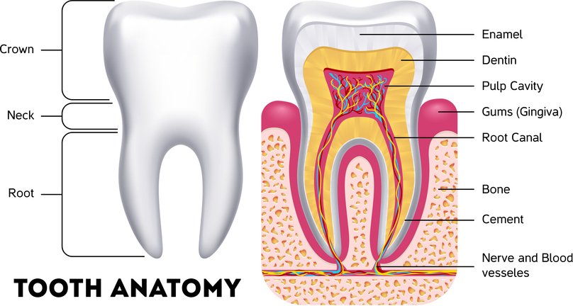 Tooth anatomy cross section